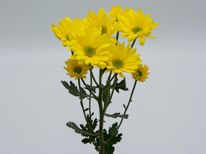 <h4>CRISANTEMO SUNNY REAGAN 070 CM</h4>