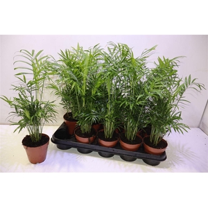 arr8 Chamaed Elegans