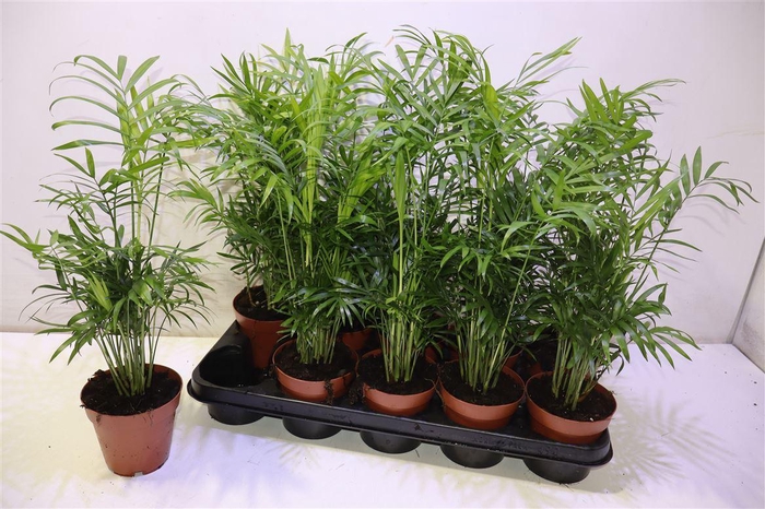 <h4>arr8 Chamaed Elegans</h4>