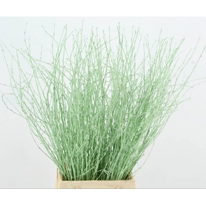 BETULA BS KLB H%