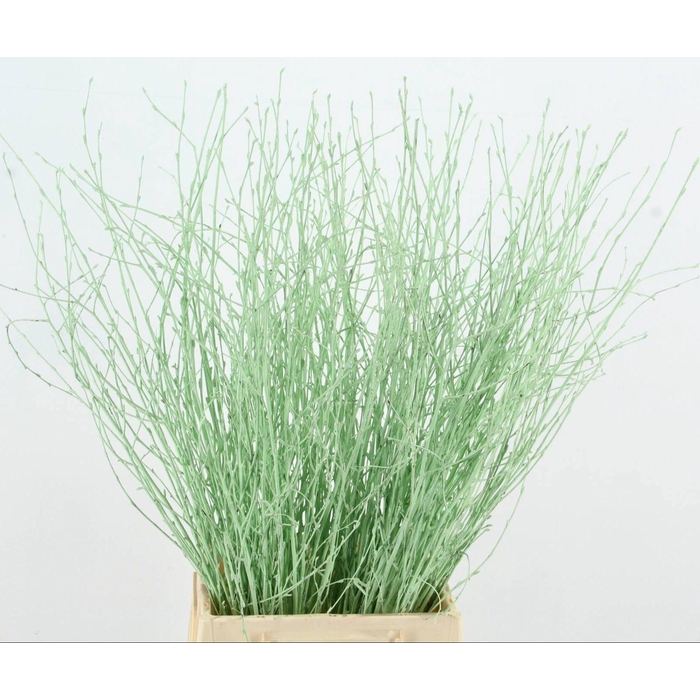<h4>Betula Bs Klb H%</h4>