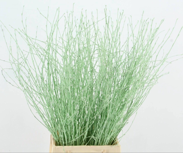 <h4>BETULA BS KLB H%</h4>