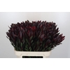 Leucadendron Saf Sunset Dark R.