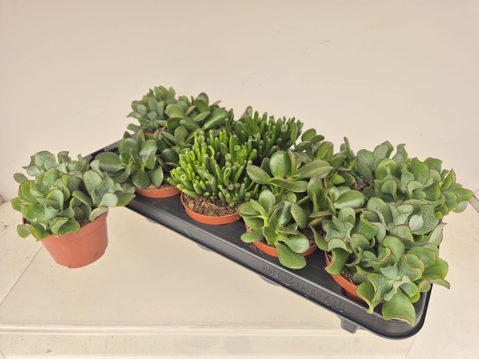 <h4>CRASS GEM</h4>