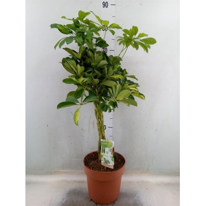 Schefflera arbor. 'Gold Capella'