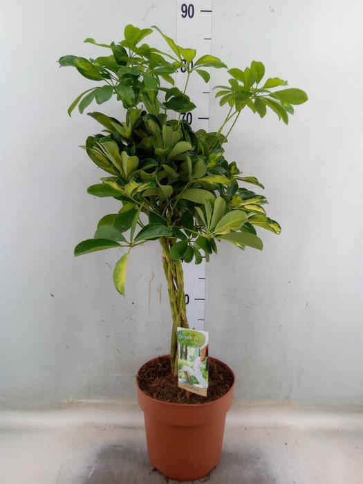 <h4>Schefflera arbor. 'Gold Capella'</h4>