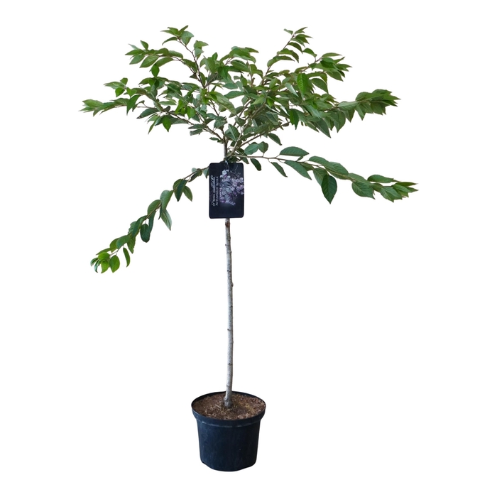 <h4>Prunus sub. autumnalis 'Rosea' 80ST</h4>