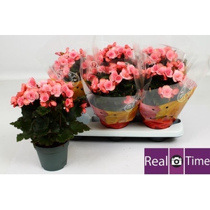 BEG DU MO 2 JOY PINK