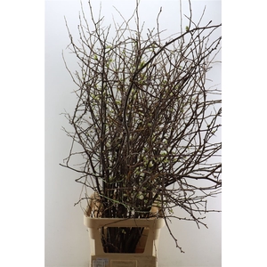 Chaenomeles Wit.ca 130/140cm