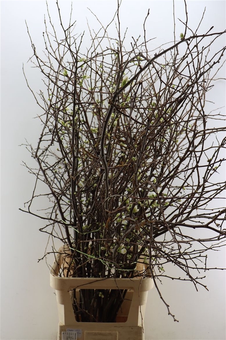 <h4>Chaenomeles Wit.ca 130/140cm</h4>