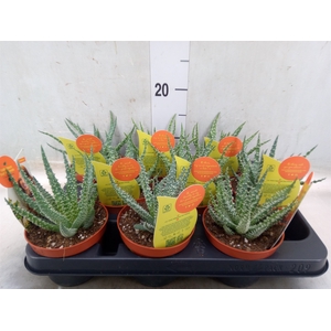 Aloe   ...