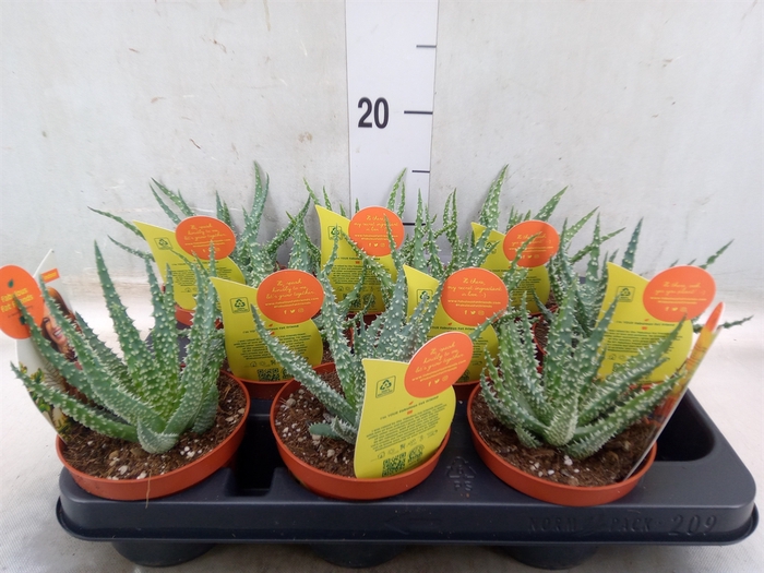 <h4>Aloe   ...</h4>
