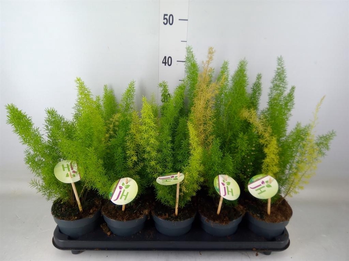 <h4>Asparagus dens. 'Meyers'</h4>