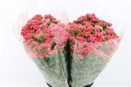 <h4>DI BARB PINK EXTRA</h4>