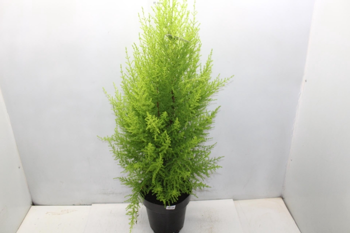 <h4>TUIA HOLANDESA P20</h4>