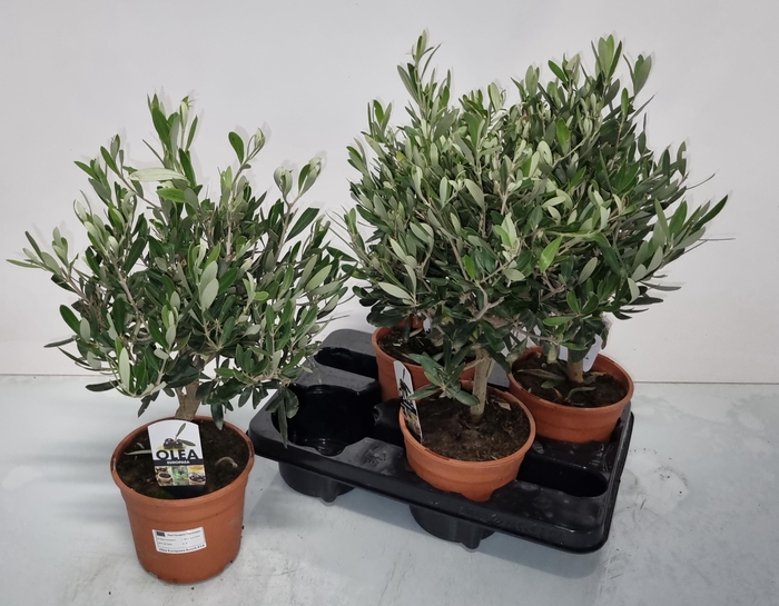 <h4>OLEA EUROPAEA</h4>