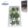 Aloe Mix (wincx) Cutflower