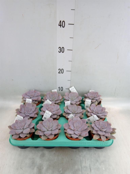 <h4>Cactus   ...</h4>