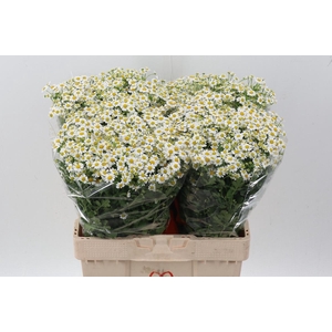 Tana Pa Single Vegmo