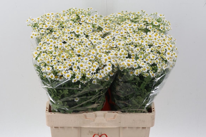 <h4>Tana Pa Single Vegmo</h4>