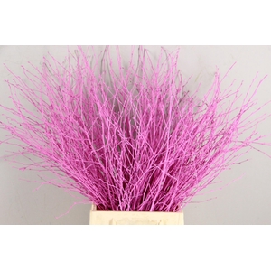 Betula Bs Paint Pink