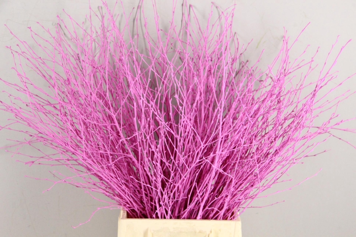 Betula Bs Paint Pink