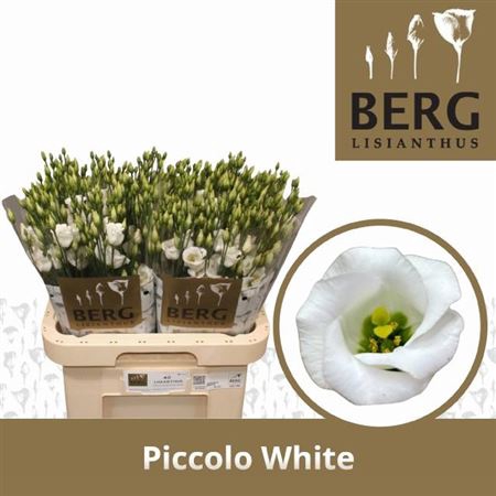 <h4>Eus E Picco White</h4>