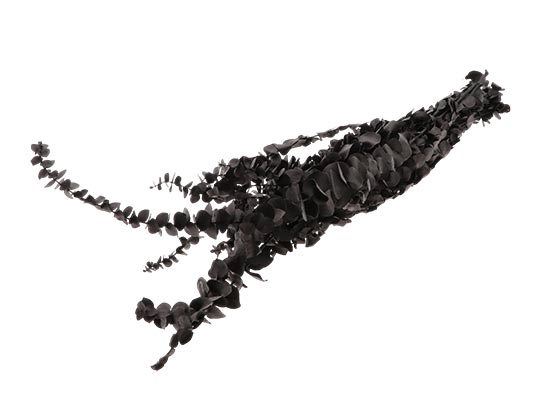 Bunch Eucalyptus Baby L65