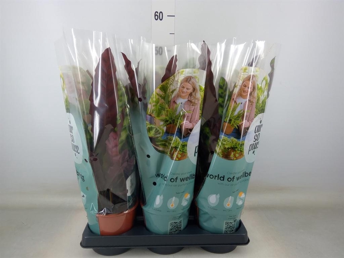 <h4>Calathea lancifolia</h4>