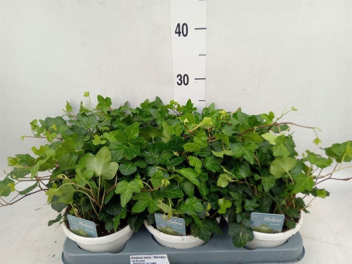 <h4>Hedera helix 'Wonder'</h4>