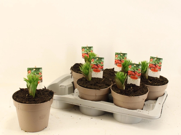 <h4>FRIT IMP AURORA</h4>