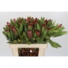 Protea Robijn