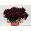 Nutans Painted Aubergine