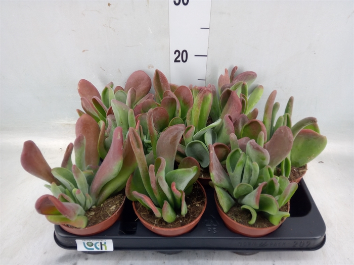 <h4>Kalanchoe NF thyrsiflora 'Red Lips'</h4>