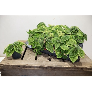 Pilea Mo Moon Valley