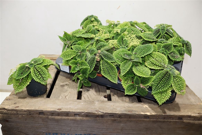 <h4>Pilea Mo Moon Valley</h4>