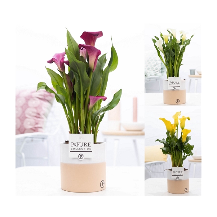 <h4>Zantedeschia mix in P&PURE Rosy ceramics</h4>