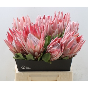 PROTEA CYNAROIDES