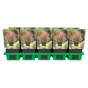 Crocosmia   ...mix