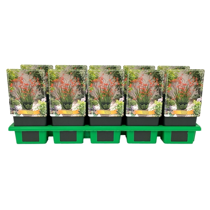 <h4>Crocosmia   ...mix</h4>