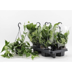 Hoya Poulinea 14Ø 40cm