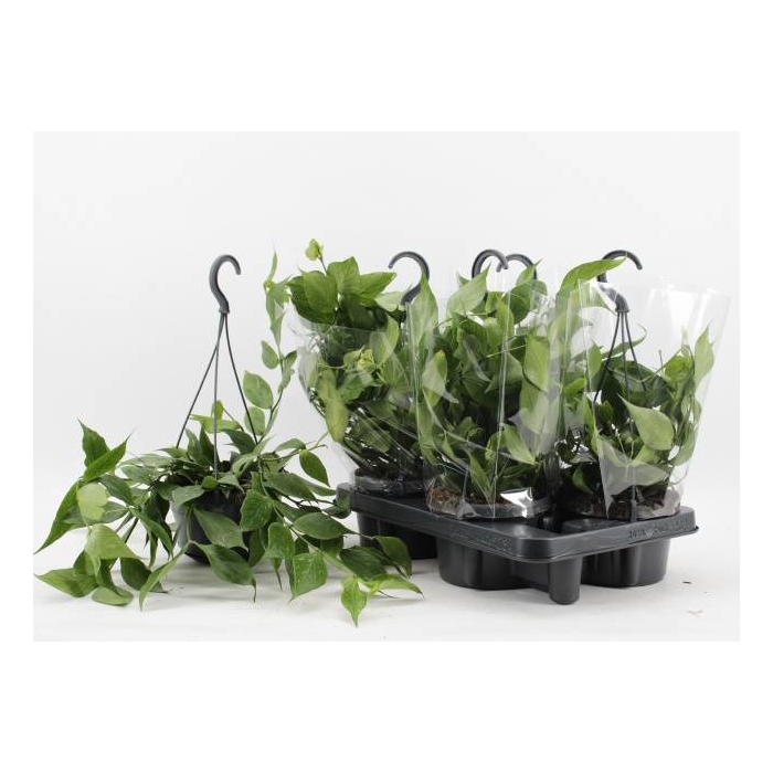 <h4>Hoya Poulinea 14Ø 40cm</h4>
