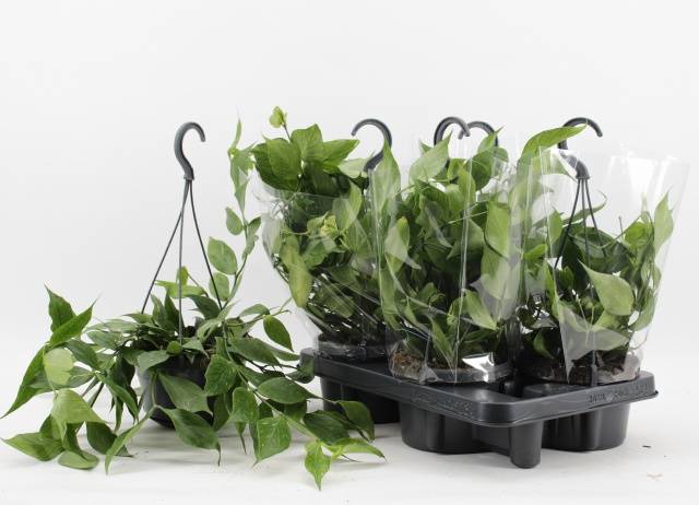 Hoya Poulinea 14Ø 40cm