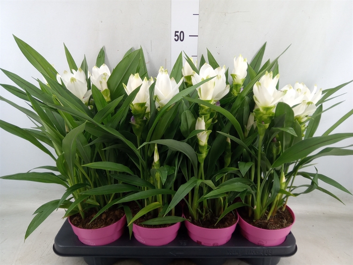 <h4>Curcuma alism. 'Siam Sisto'</h4>