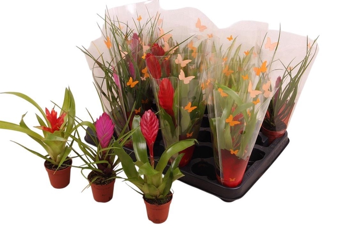 <h4>BROMELIA GEM</h4>