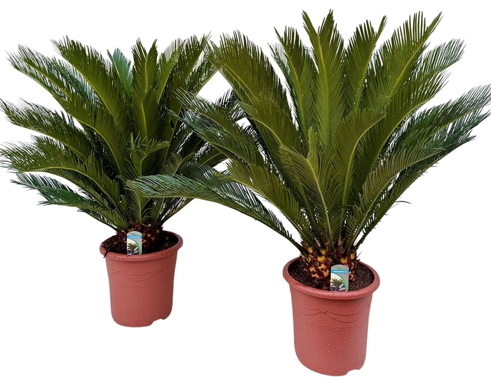 <h4>Cycas revoluta</h4>