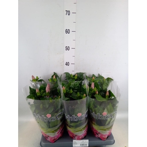 Hibiscus rosa-sin.   ...