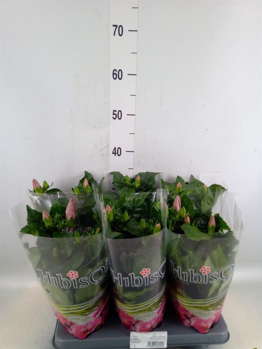 <h4>Hibiscus rosa-sin.   ...</h4>