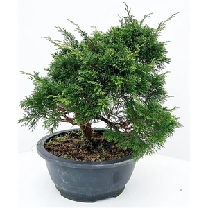 Juniperus chinensis, 27cm., in trainingspot