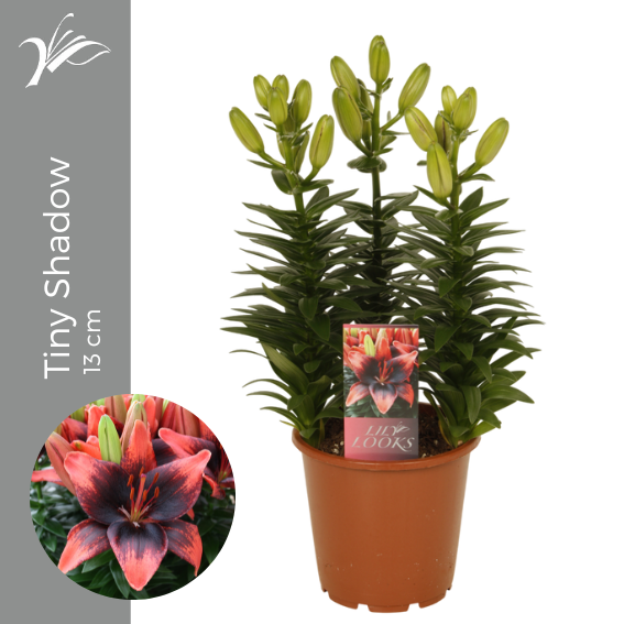 <h4>Lilium Tiny Shadow 13 cm (az. lelie)</h4>